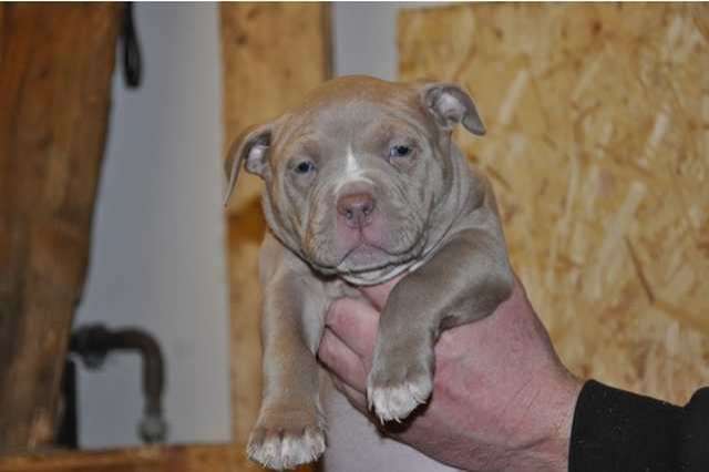 American bull Terrier Welpe gechipt geimpft & entwurmt